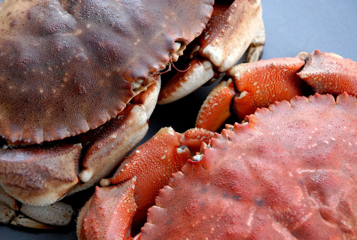 Live Jonah Crab