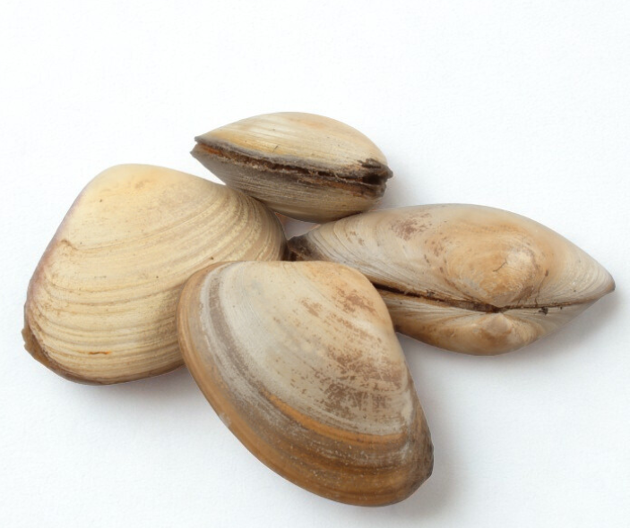 Live Atlantic surf clam, the species that clam strips are cut from