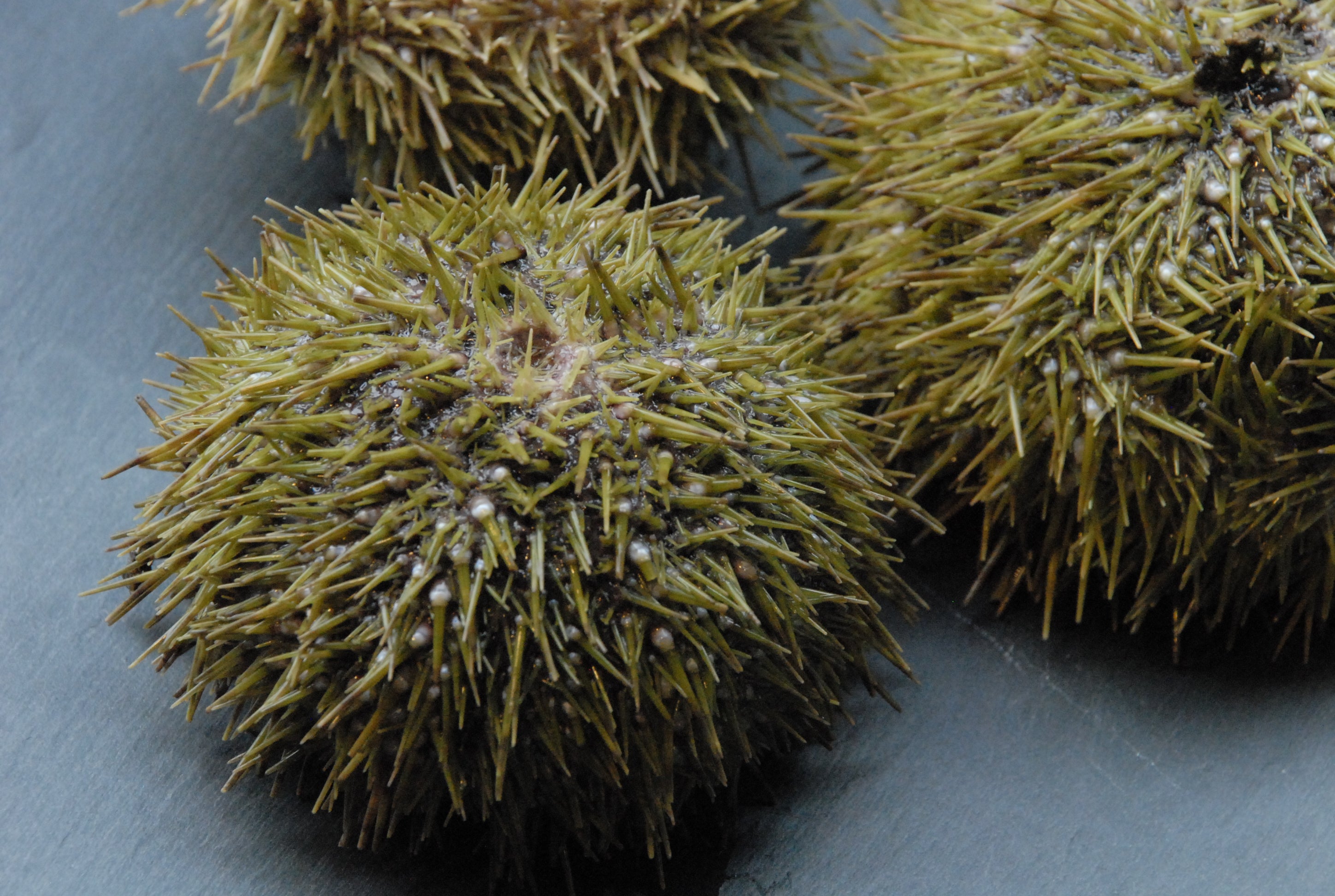 Live urchin