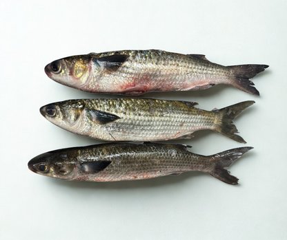 mullet fish