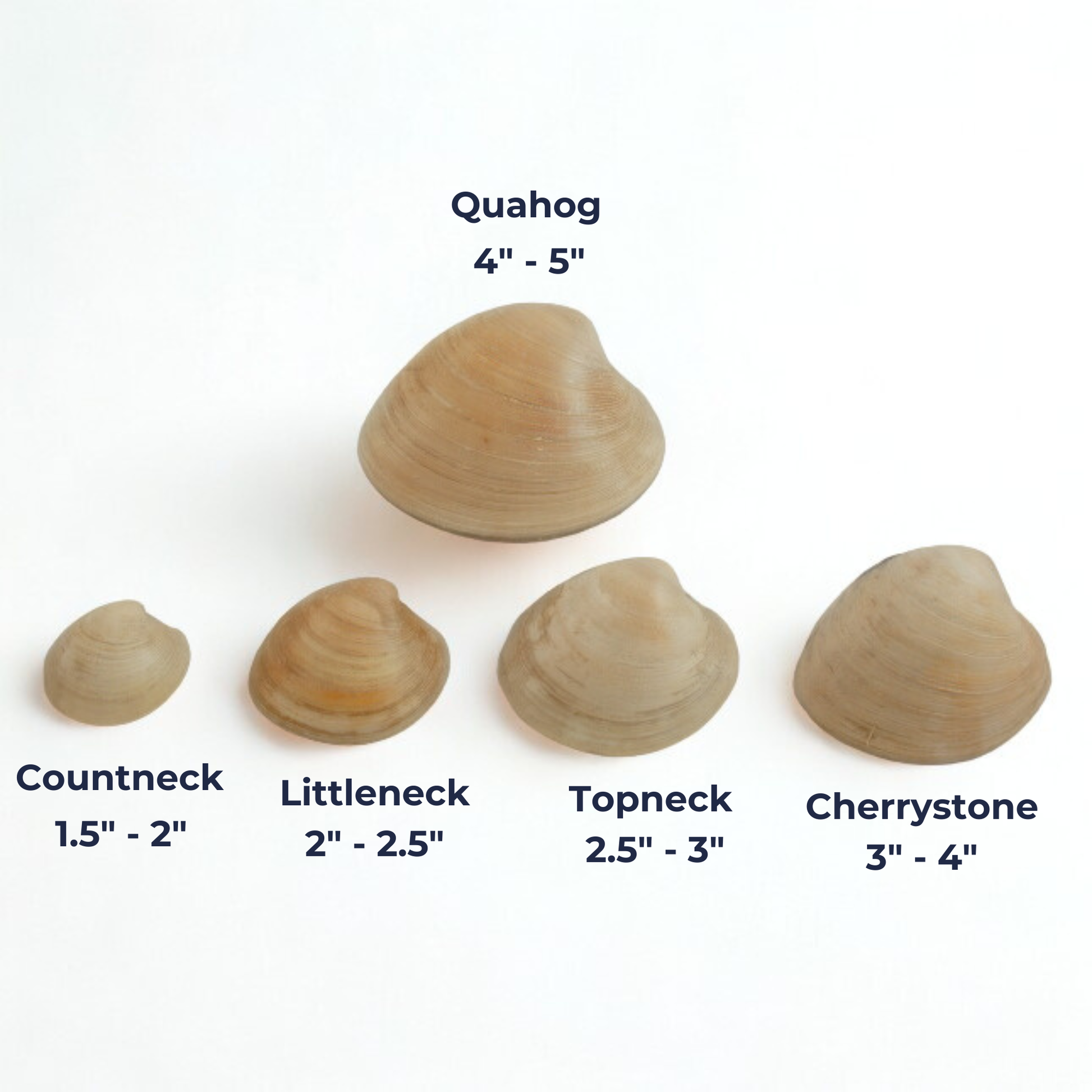 Quahog shell fish