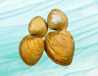 Conchas de Quahog limpias