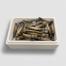 Razor clam seafood shell fish