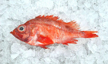 Filetes frescos de perca del Atlántico Norte (filetes de pescado rojo)