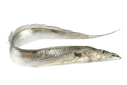 Fresh Atlantic Cutlassfish - Ribbon Fish (Belt Fish)