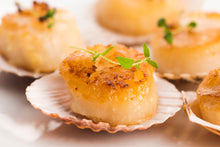 Live North Atlantic Scallops (Hotate)