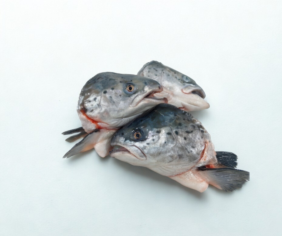 Fresh Salmon Heads 2 lb for Broth & Stock | Intershell seafood ...