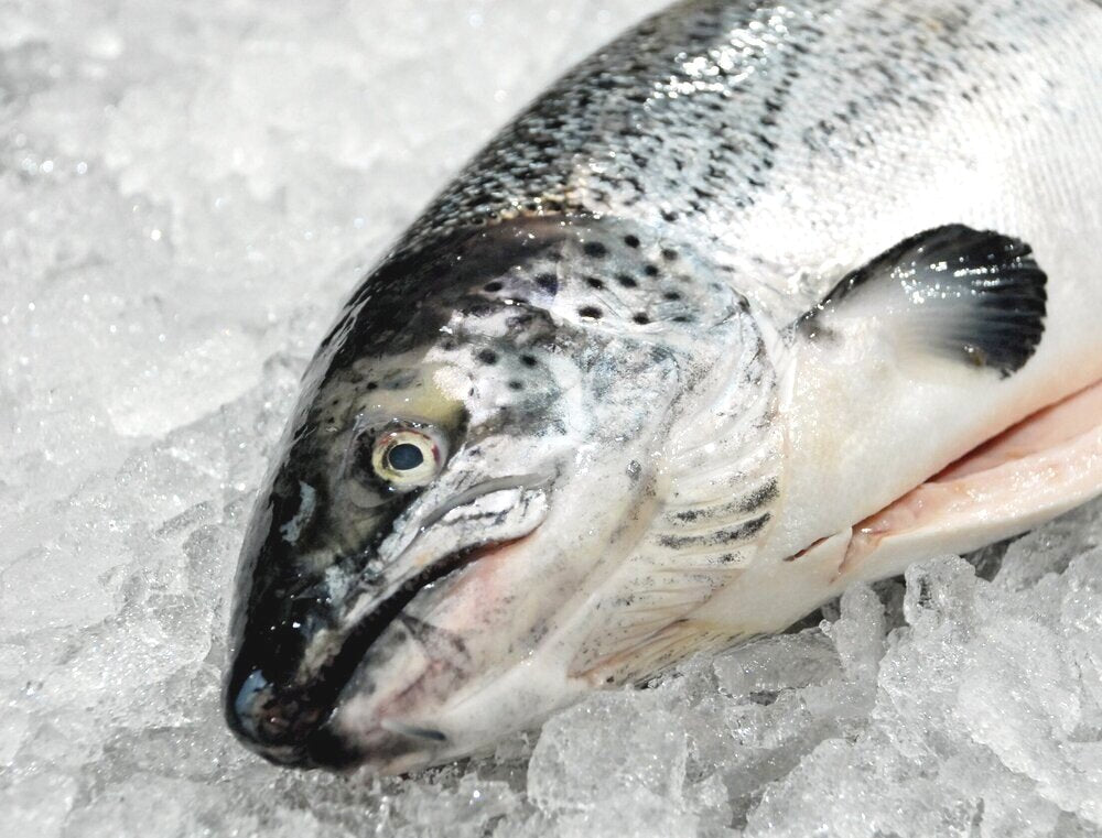 Fresh Whole Salmon