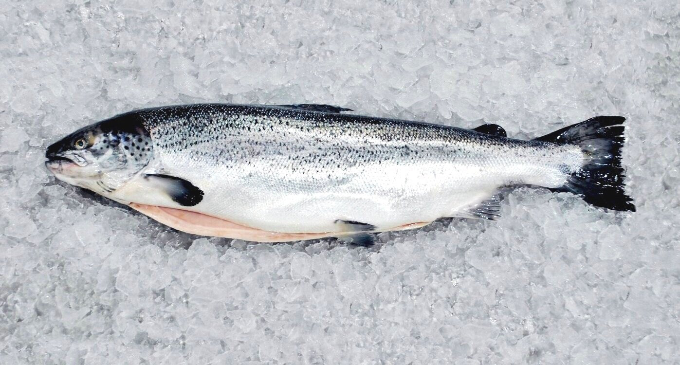 Fresh Whole Salmon