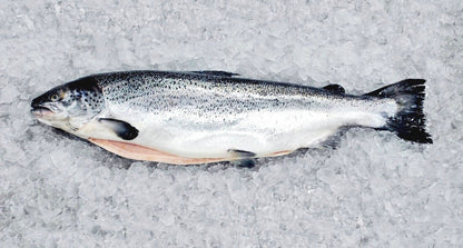 Fresh Whole Salmon