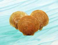 Cleaned Scallop Shells 100 Pieces