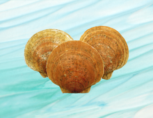 Cleaned Scallop Shells