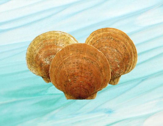 Conchas de vieira limpias