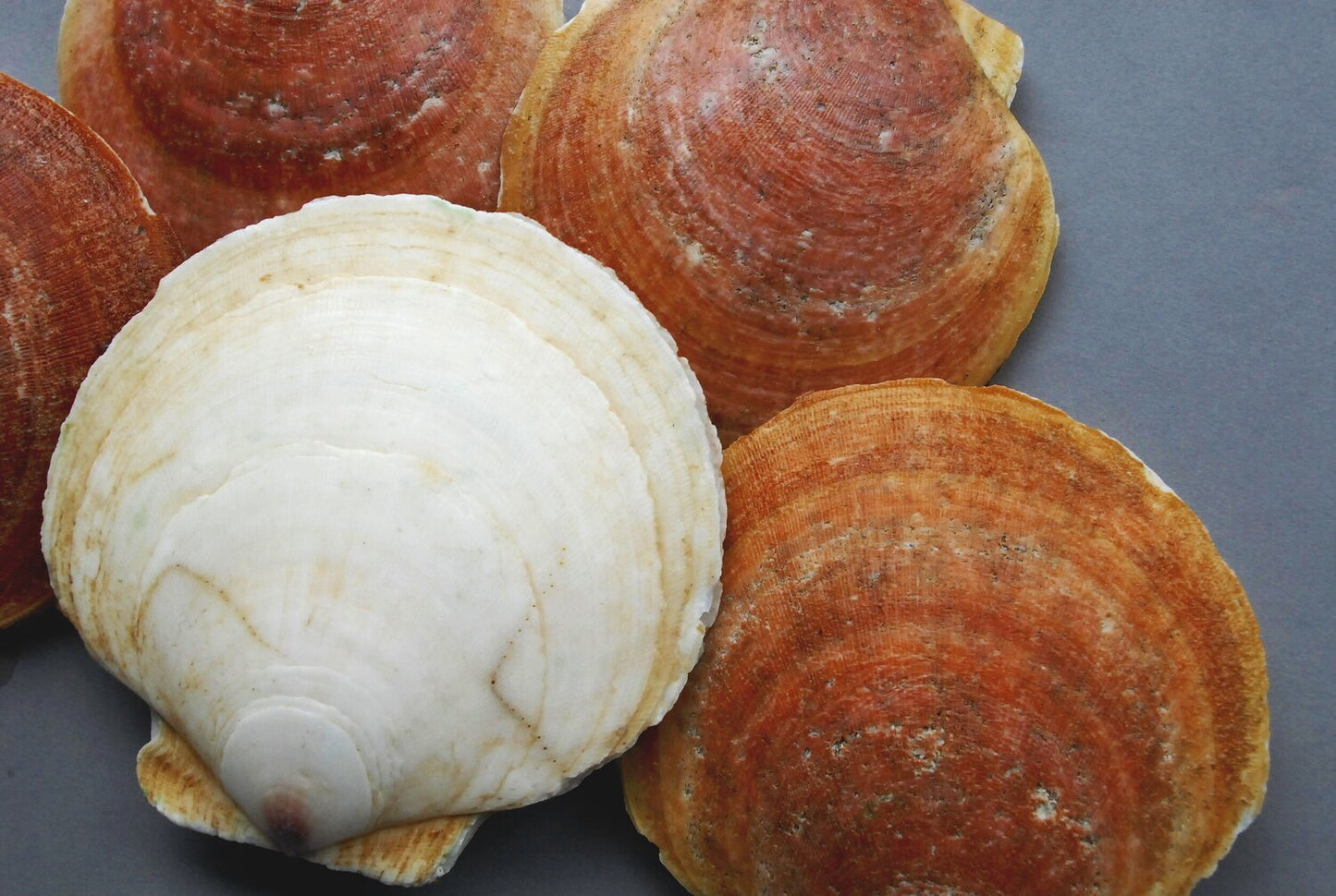Live North Atlantic Scallops (Hotate)