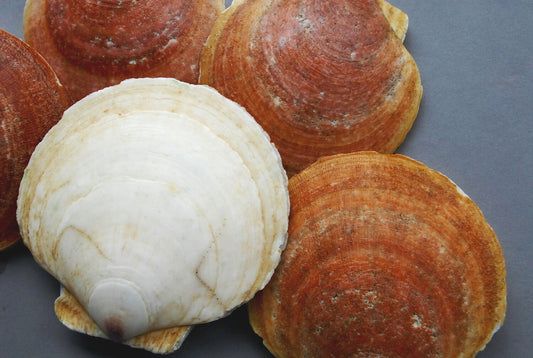 Vieiras vivas del Atlántico Norte (Hotate)