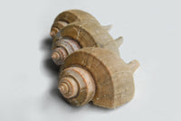 Live Channel Whelk (Smooth Conch)