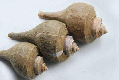 Live Channel Whelk (Smooth Conch)