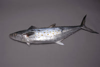 Atlantic Spanish Mackerel