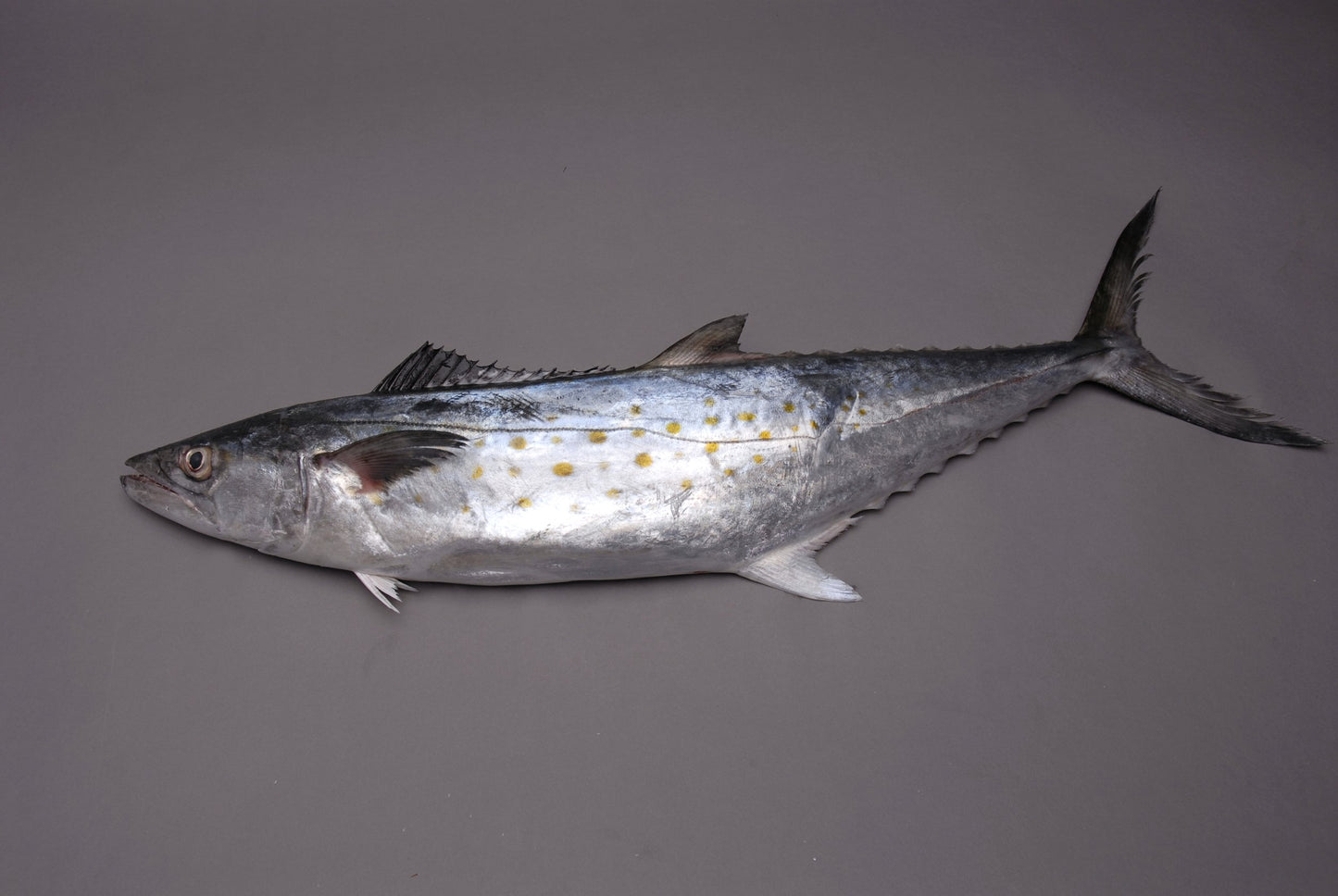 Frozen Atlantic Spanish Mackerel Fillets