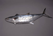 Frozen Atlantic Spanish Mackerel Fillets