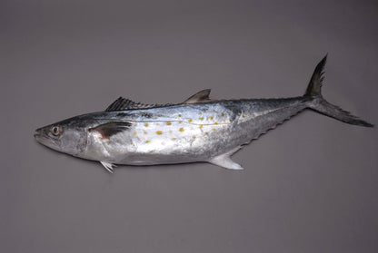 Frozen Atlantic Spanish Mackerel Fillets