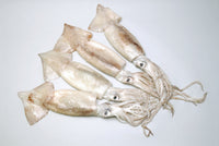 Fresh Whole Domestic Native Squid