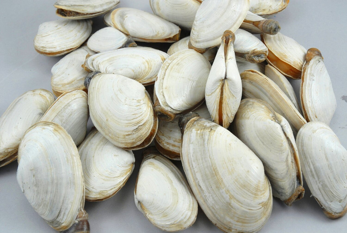 Steamers (Soft Shell Clams)