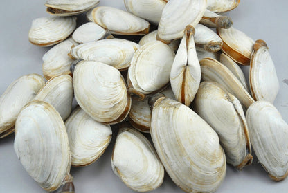 Steamers (Soft Shell Clams)