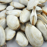 Almejas de concha blanda