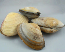 Live Surf Clams