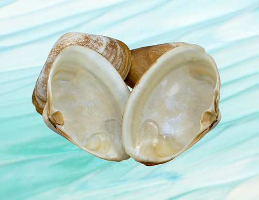 Conchas de almejas limpias