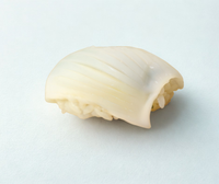 Calamares de sushi congelados (Mongo Ika)