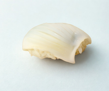 Calamares de sushi congelados (Mongo Ika)