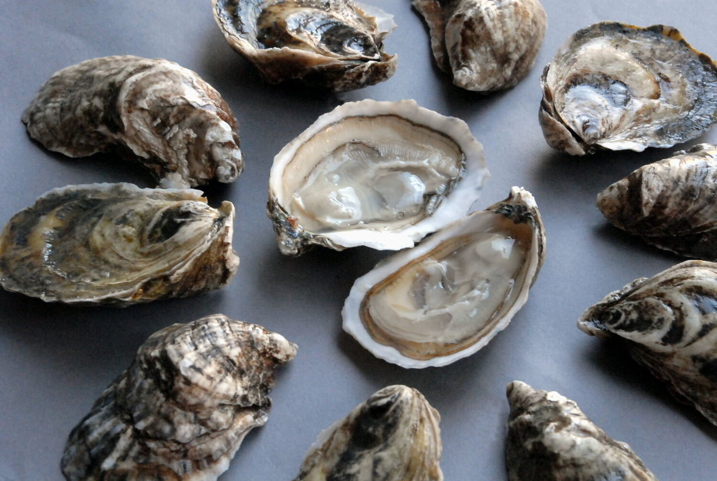 Live Wellfleet Oysters