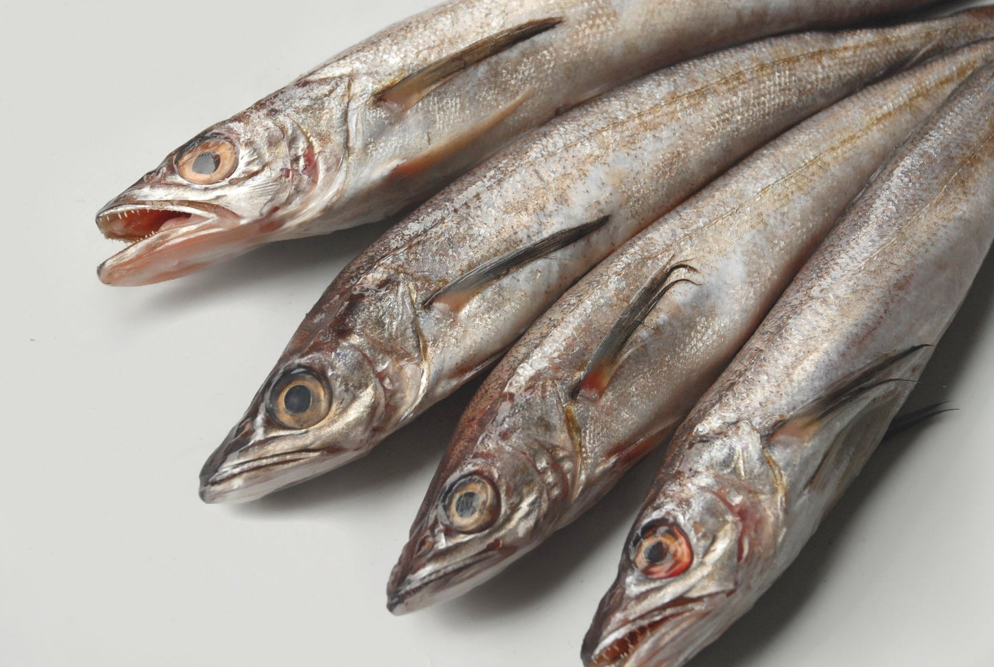 Fresh Whole Whiting - Fresh Silver Hake