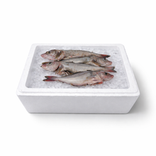 whole haddock  white fish