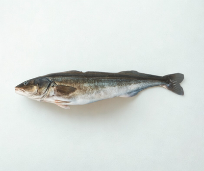 冷冻野生黑鳕鱼块（黑鳕鱼）