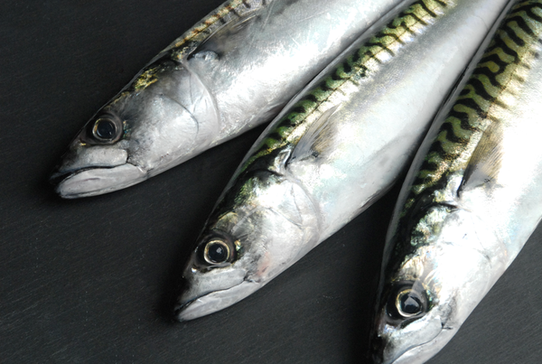 Fresh Boston Mackerel Whole | Sashimi Grade, 0.7-1 lb | Intershell ...