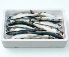 Boston Mackerel