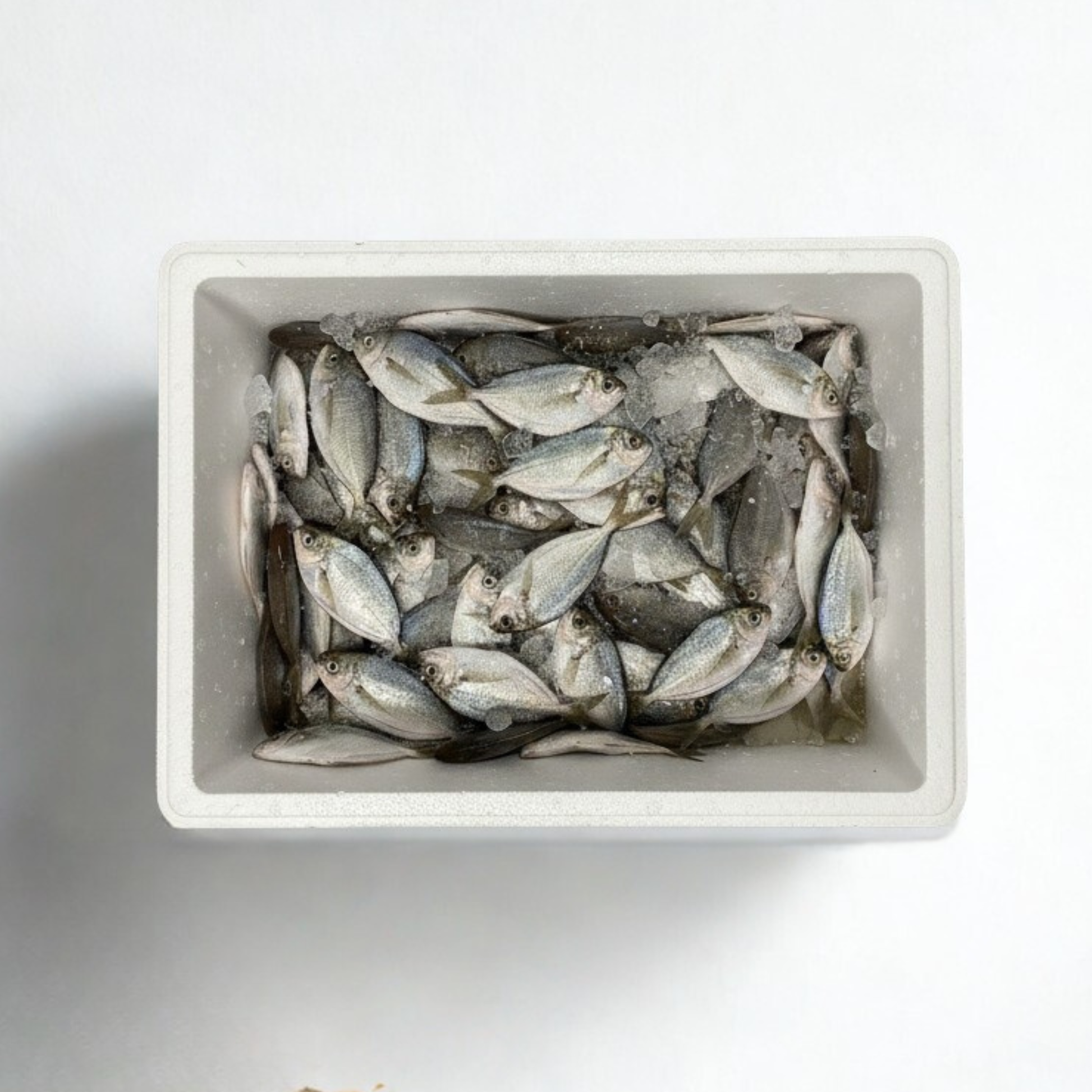 butter fish