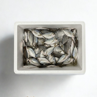 Bulk Fresh Butterfish - Whole 10 Lb