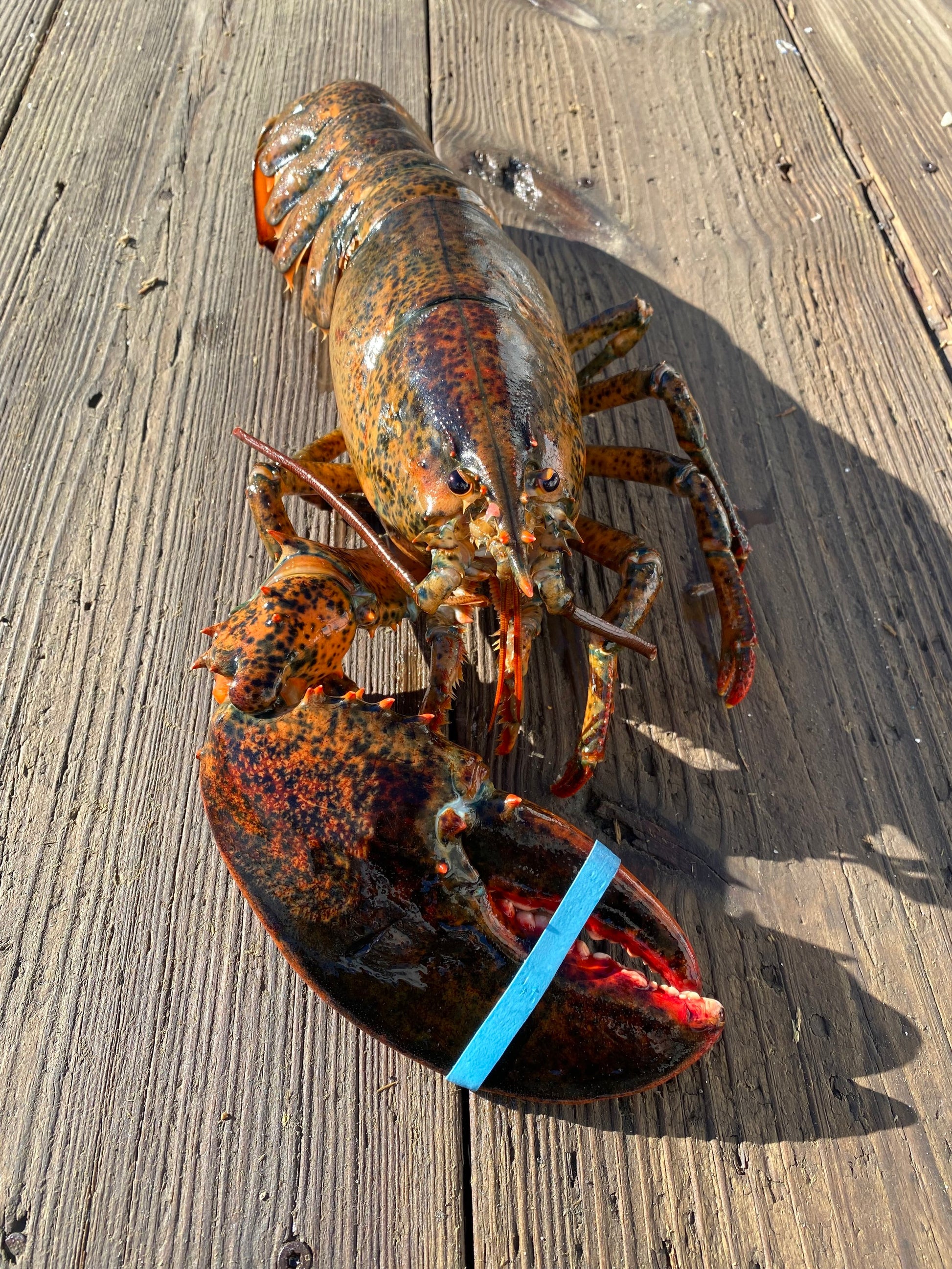 live lobster ready to cook