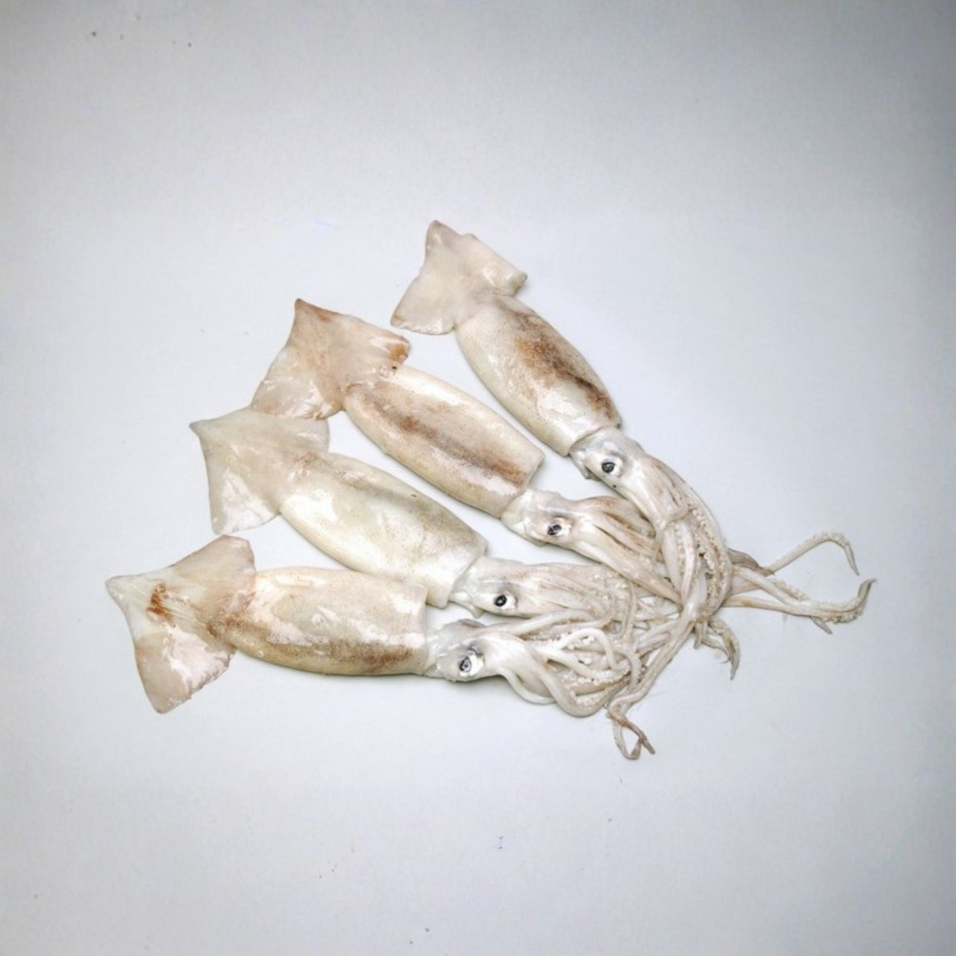 fresh whole squid lolligo