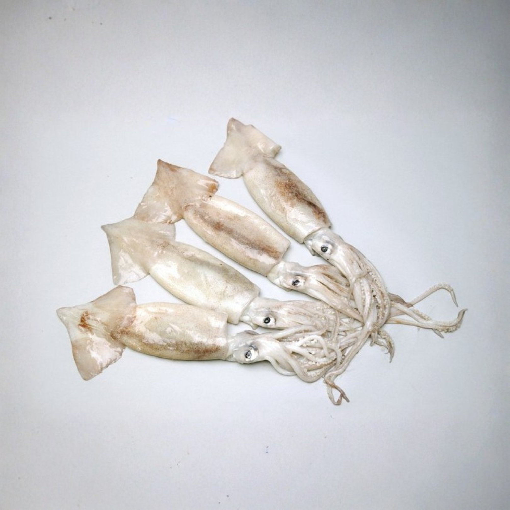 fresh whole squid lolligo
