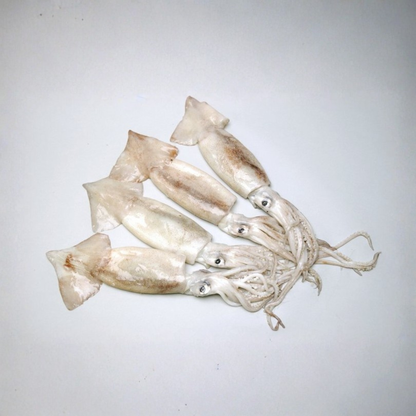 fresh whole squid lolligo