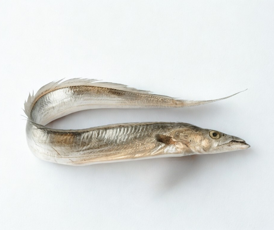 Fresh Atlantic Ribbon Fish (Cutlassfish) – Whole Beltfish | Intershell ...