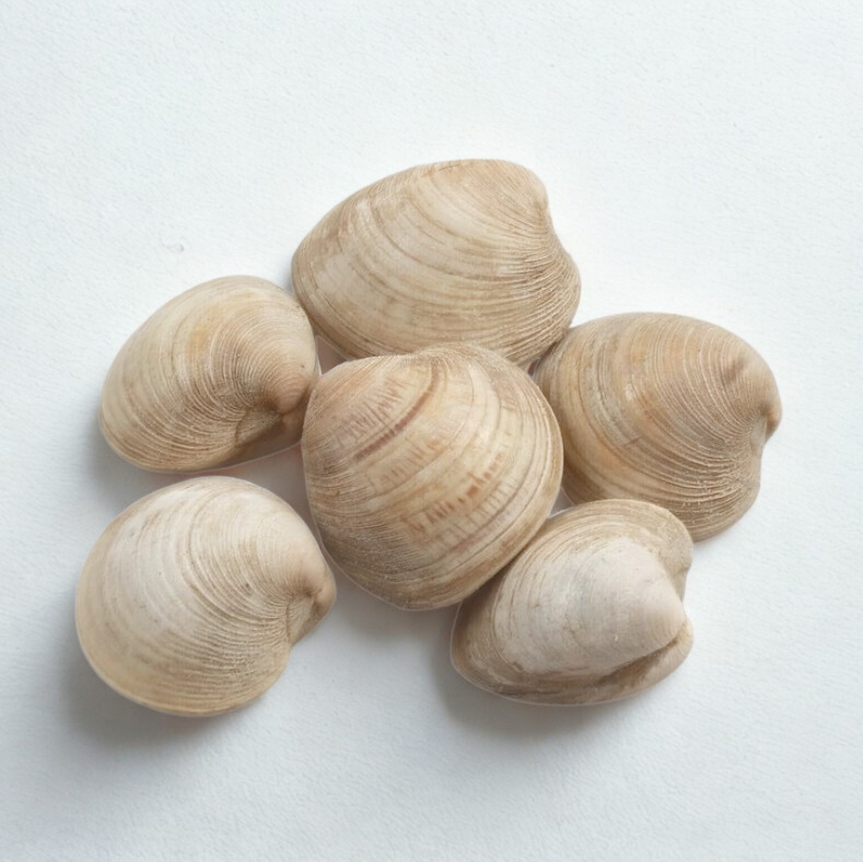 hardshell clams shellfish