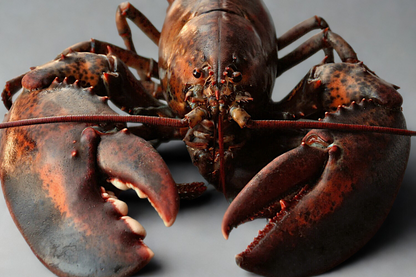 Lobster Intershell seafood 