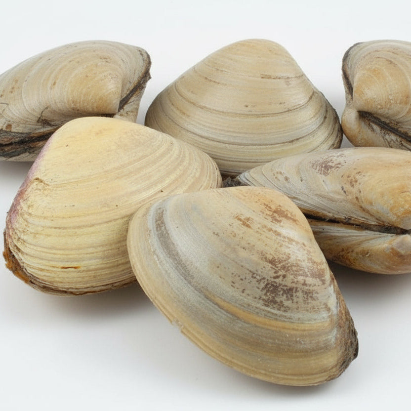 Commercial Fishing Bait | Wholesale Fresh & Frozen Clams & Fish ...