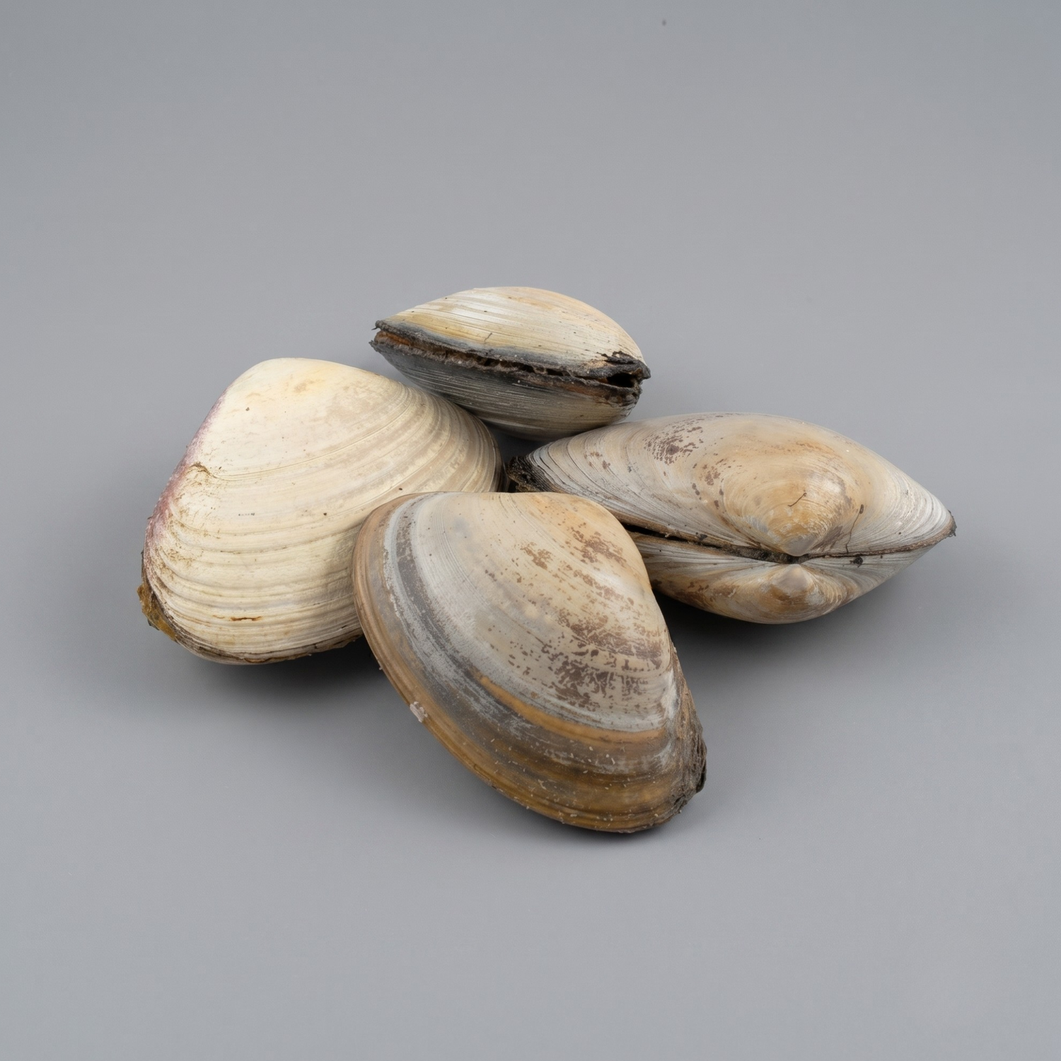 live surf clams in shell